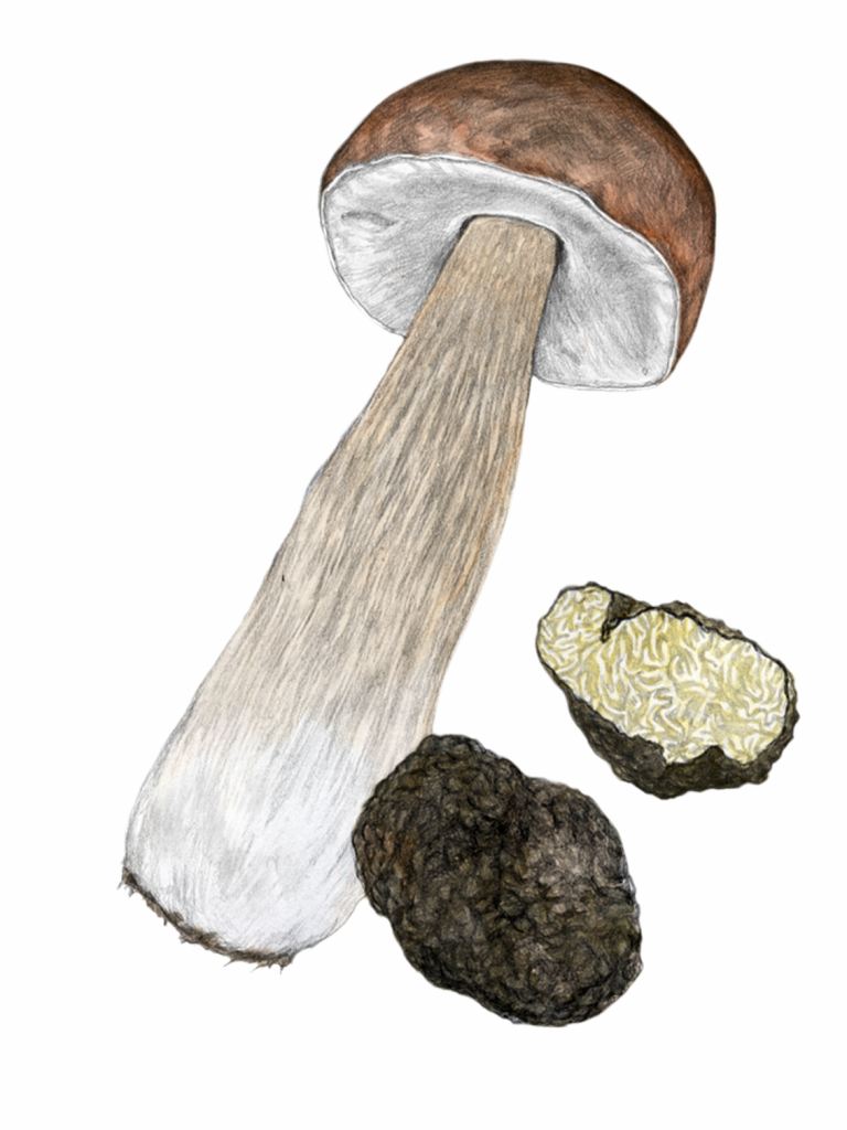 Garant - Mushroom