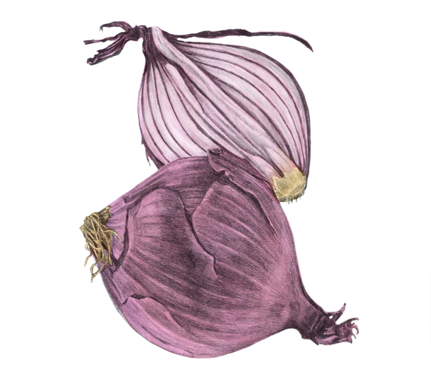 Garant Onion
