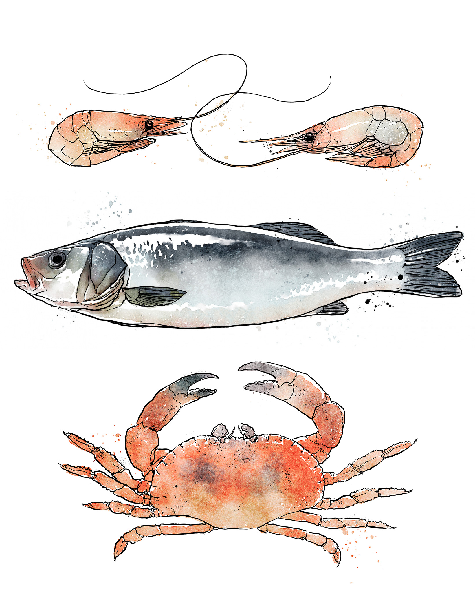 Fiskgrossisten - key visual illustrations